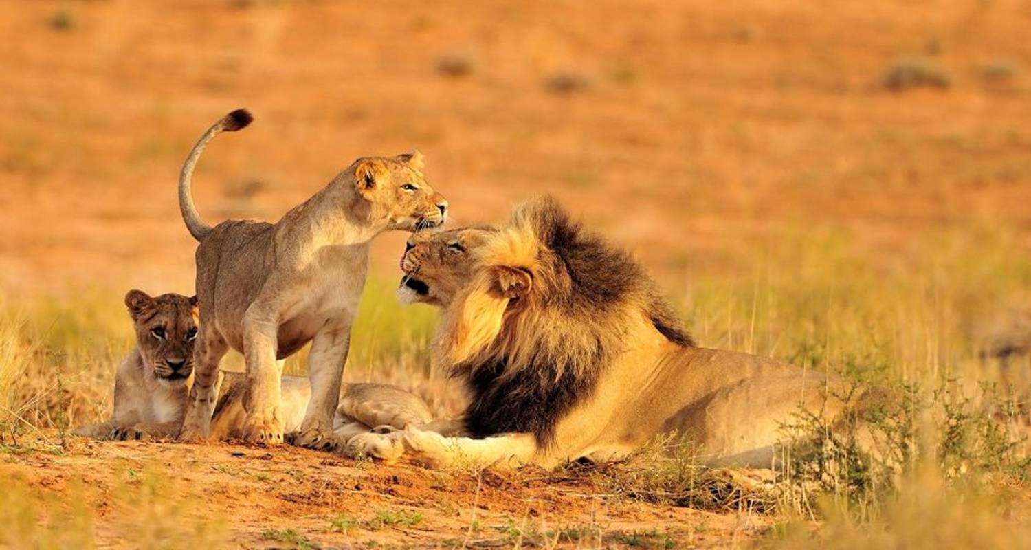 best tanzania safaris and tours 